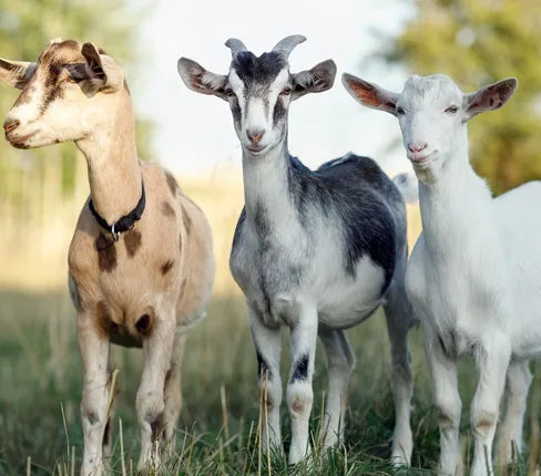 goats