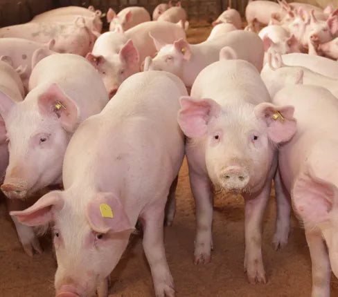 pigs