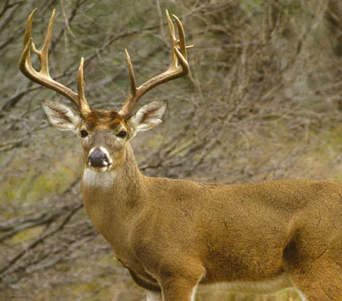 whitetail deer